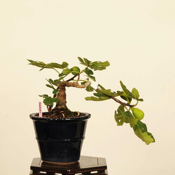 楽天市場】盆栽：無花果(いちじく)* 現品 一点物 イチジク Ichijiku