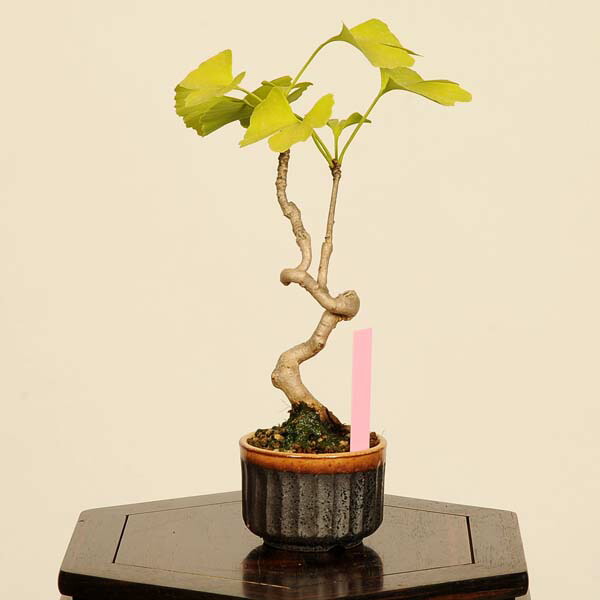 楽天市場】盆栽：銀杏(イチョウ)*現品 一点物 いちょう Icho bonsai