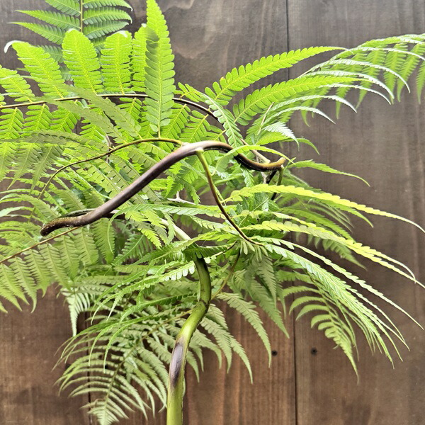 楽天市場】観葉植物 キンモウコウ：ゴールデンモンキー タカワラビ