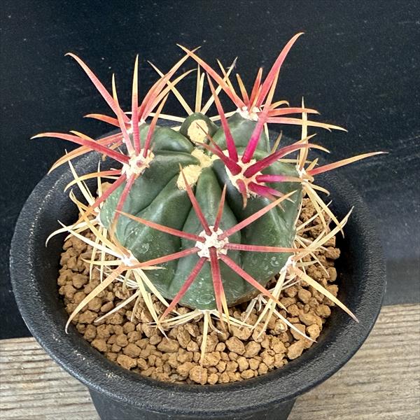 楽天市場】サボテン：フェロカクタス 神仙玉*幅4cm ☆赤松実生