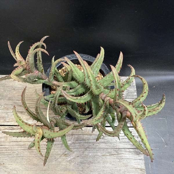 楽天市場】多肉植物：アロエ カスティロニアエ*幅21cm 現品！一品