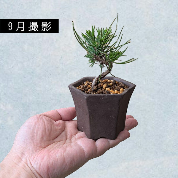 楽天市場】ミニ盆栽：三河黒松*（土物反六角陶器鉢）鉢植え お試し