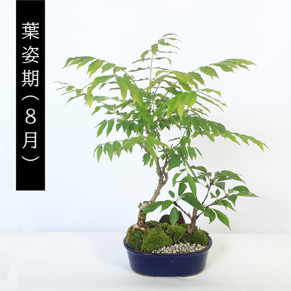 楽天市場】人気花物盆栽：桜・藤寄せ* (萬古焼青楕円鉢)【2026年春開花