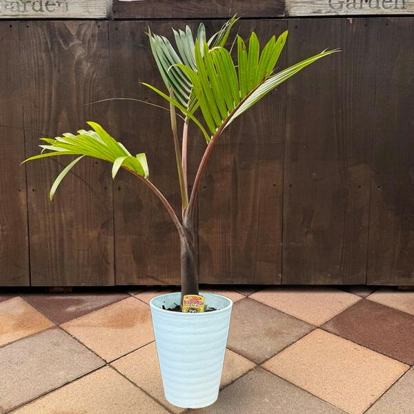 観葉植物 トックリヤシ」の人気商品一覧 | 安い商品を通販サイトから
