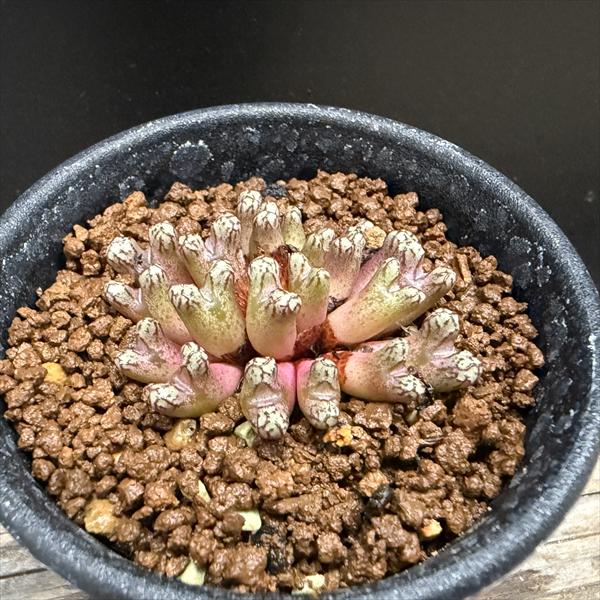 楽天市場】☆特価☆多肉植物：コノフィツム ルックホフィー 群生*全幅