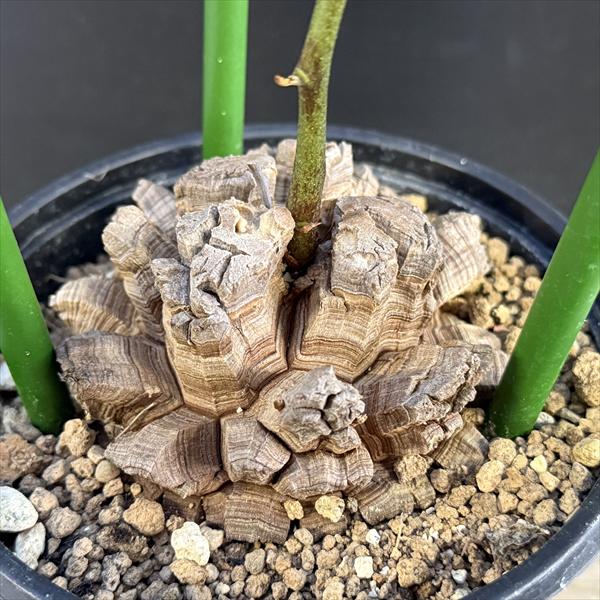 観葉植物 アフリカ亀甲竜」の人気商品一覧 | 安い商品を通販サイトから