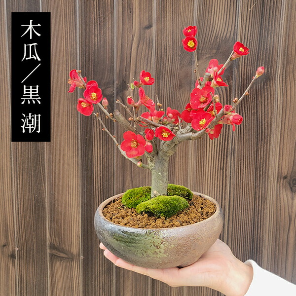 楽天市場】小品盆栽 品種が選べる：木瓜の花 (瀬戸焼三彩鉢)*放春花