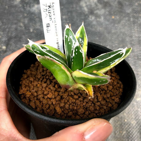 楽天市場】多肉植物：アガベ 輝山（きざん）*S 幅8cm : 遊恵盆栽