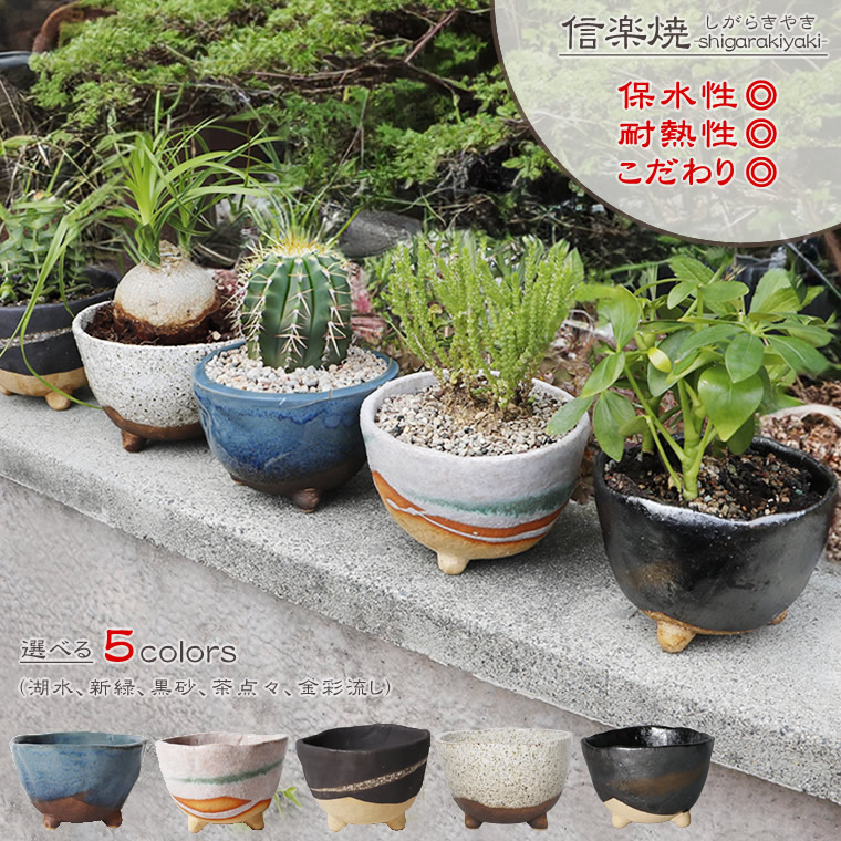 楽天市場】山野草（植木鉢・プランター｜ガーデニング・農業）：花