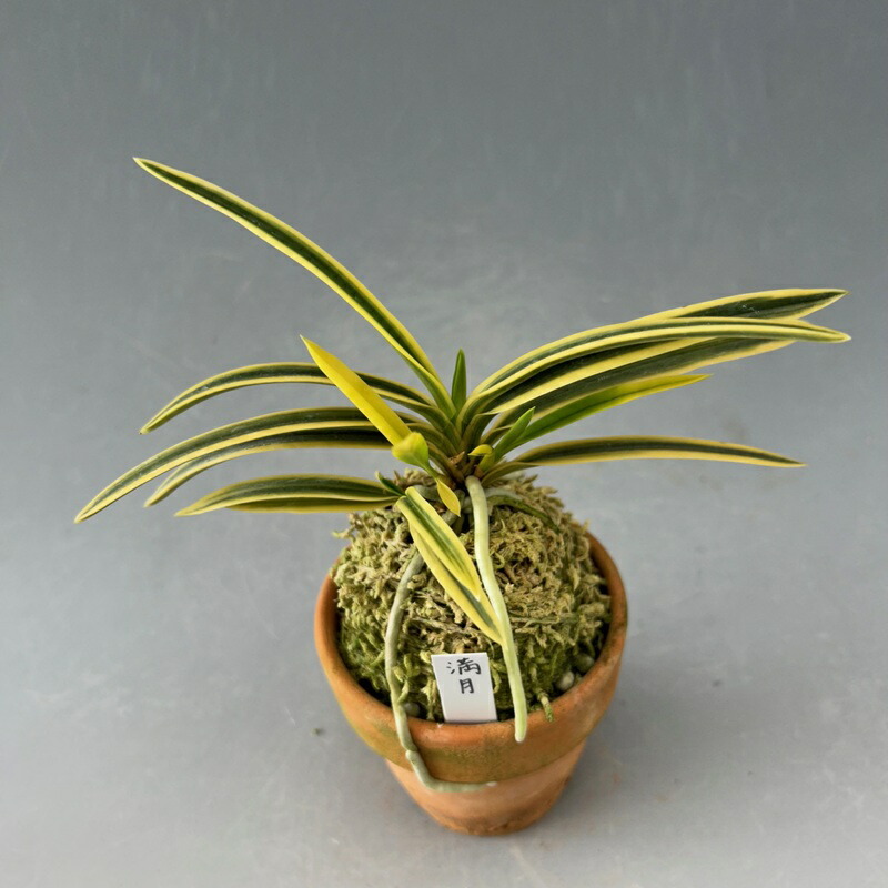 楽天市場】【富貴蘭】満月（まんげつ）/花 古典植物 フウラン