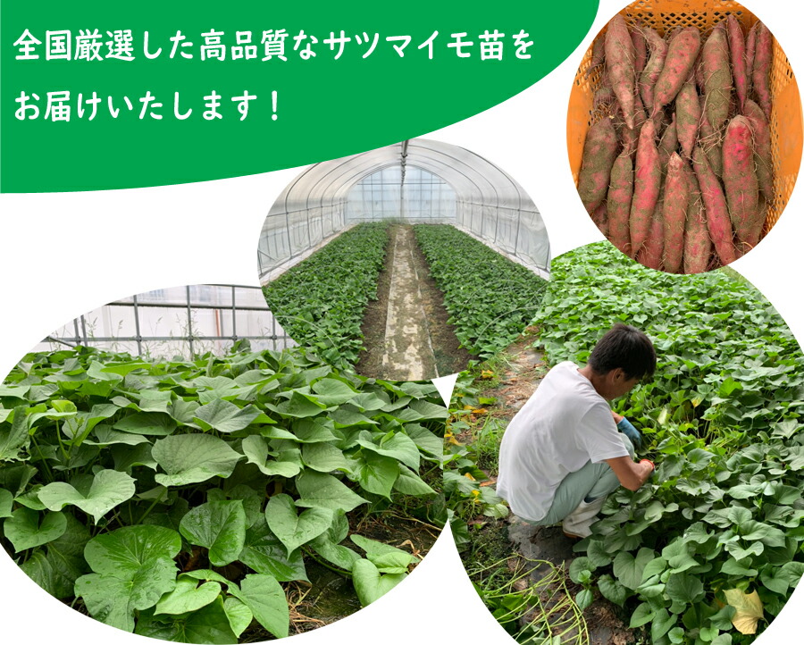 楽天市場】【2025年 予約商品】紅はるか サツマイモ切り苗 10本（登録