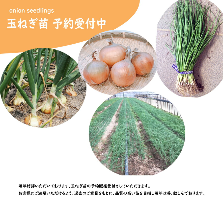 楽天市場】【予約商品 10月～11月発送開始】玉ねぎ苗 晩生 もみじ3号