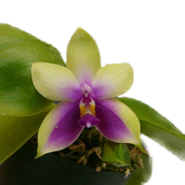 楽天市場】【花なし株】 ファレノプシス ビオラセア Phal.violacea