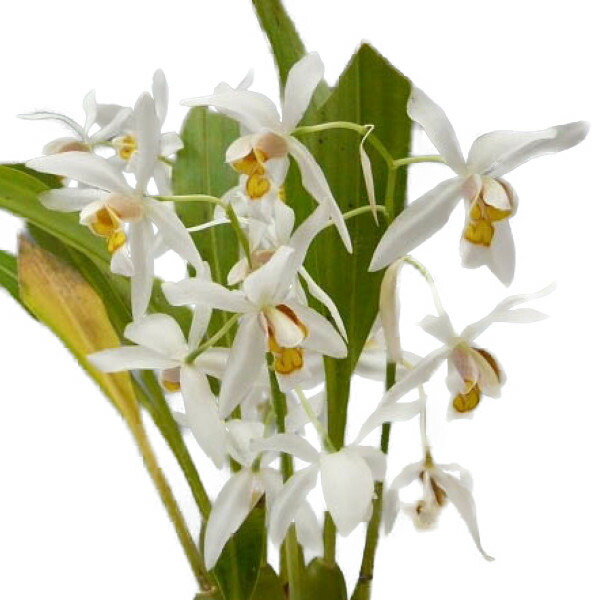 楽天市場】【花なし株】 セロジネ オクラセア Coel.ochracea 原種 芳香