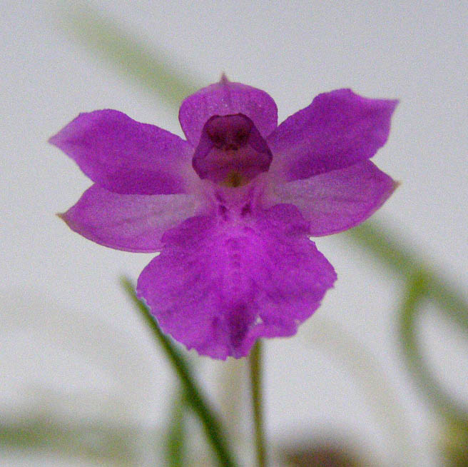 楽天市場】【花なし株】 イサベリア プルケラ Isa.(Nla.)pulchella