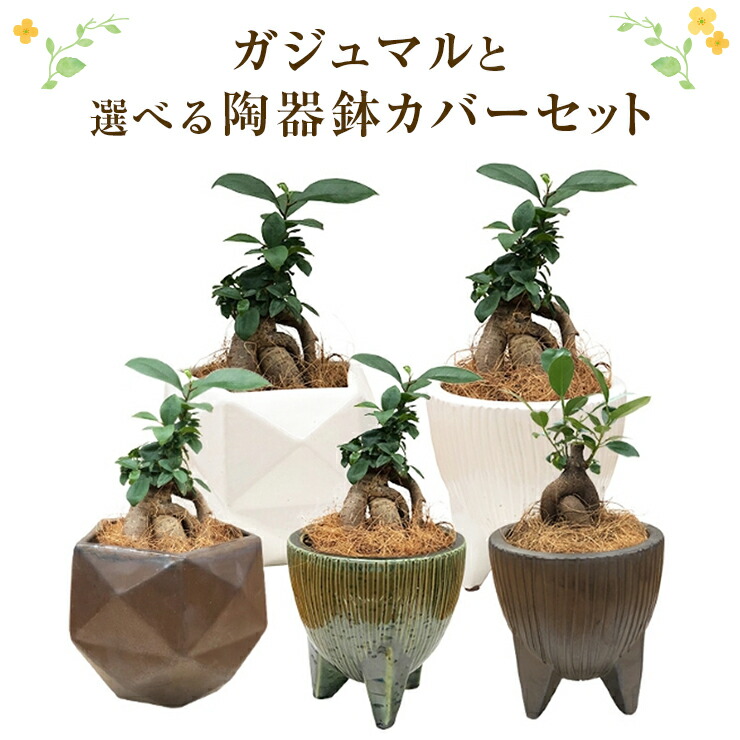 楽天市場】ガジュマル 観葉植物 3号 鉢植え ミニ多幸の木 ガジュマルの