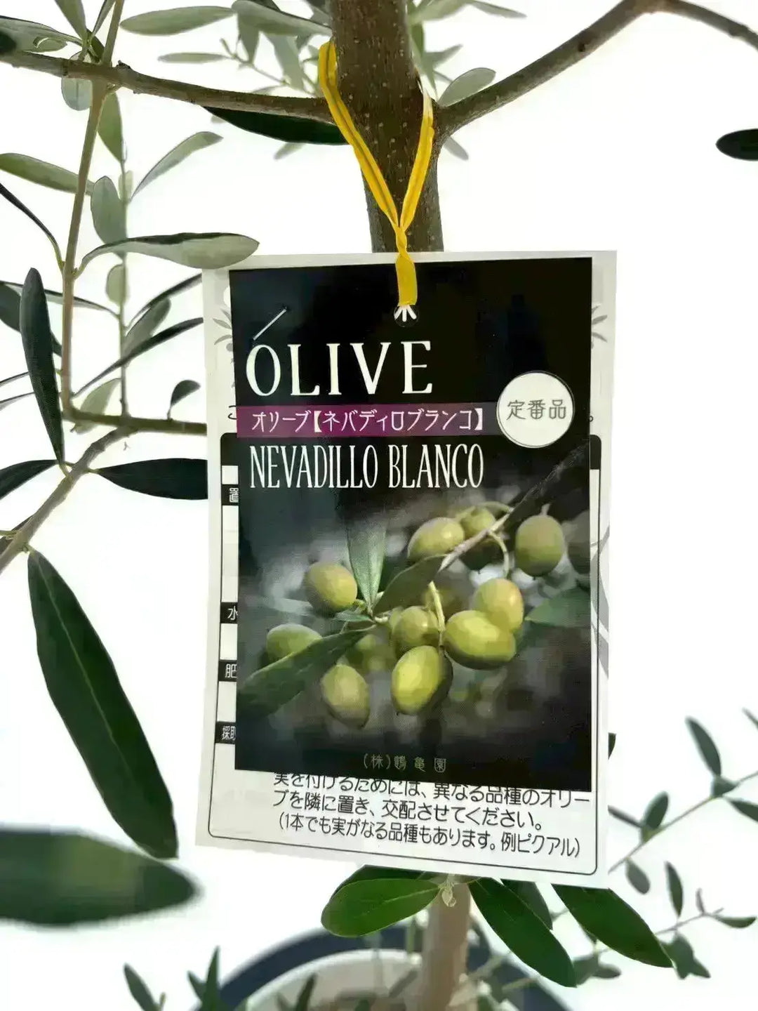 NEWネバディロブランコ（オリーブの木）｜大型商品｜NO.1940｜約110cm