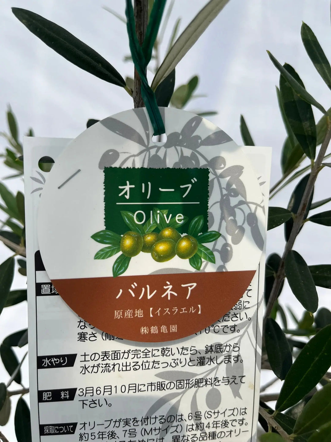 バルネア Sサイズ 約80cm NO.10216 オリーブの木 - 株式会社鶴亀園