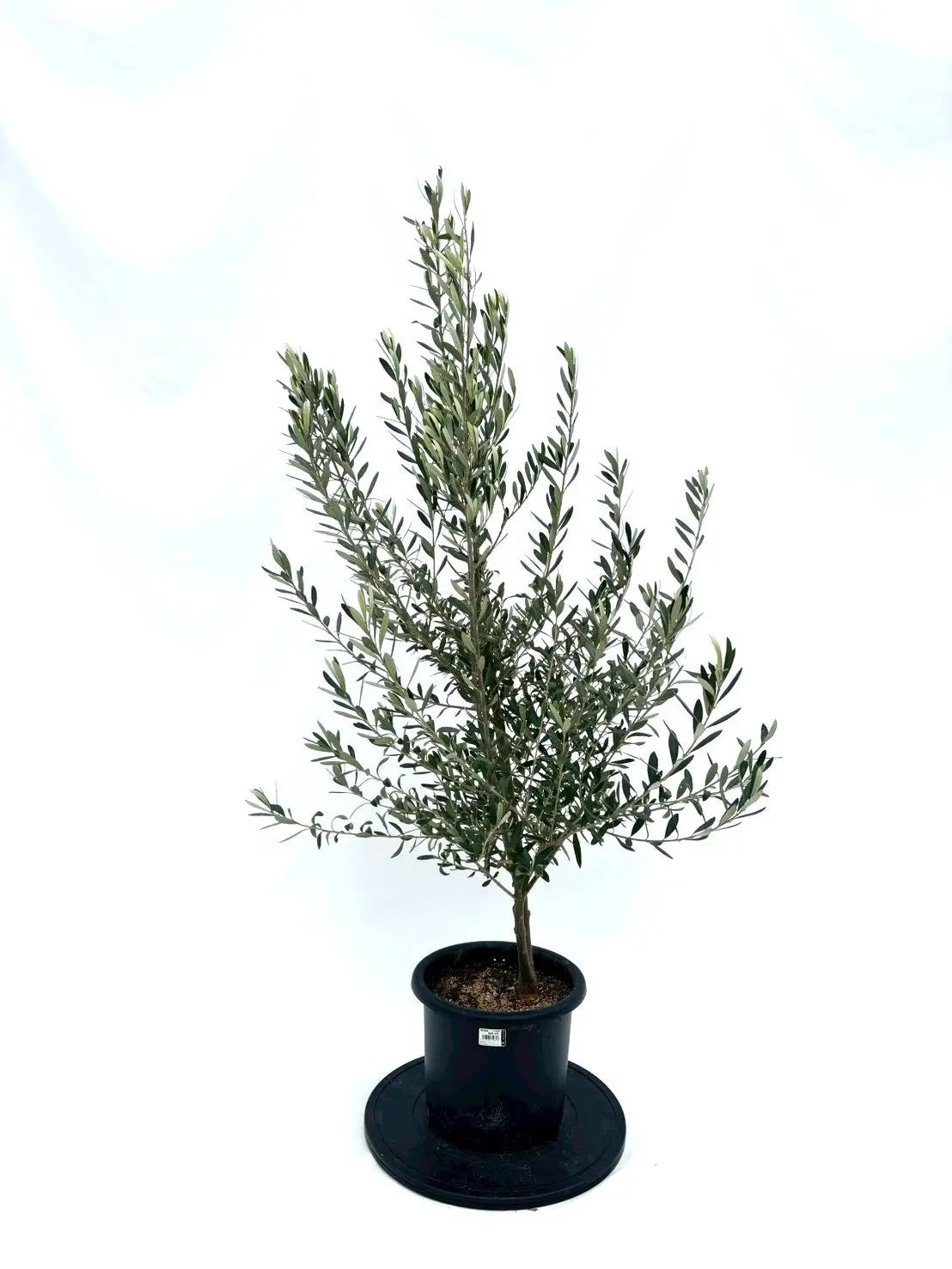 オリーブの木 アメリカン 5号 約65cm NO.841 希少品種 現品掲載