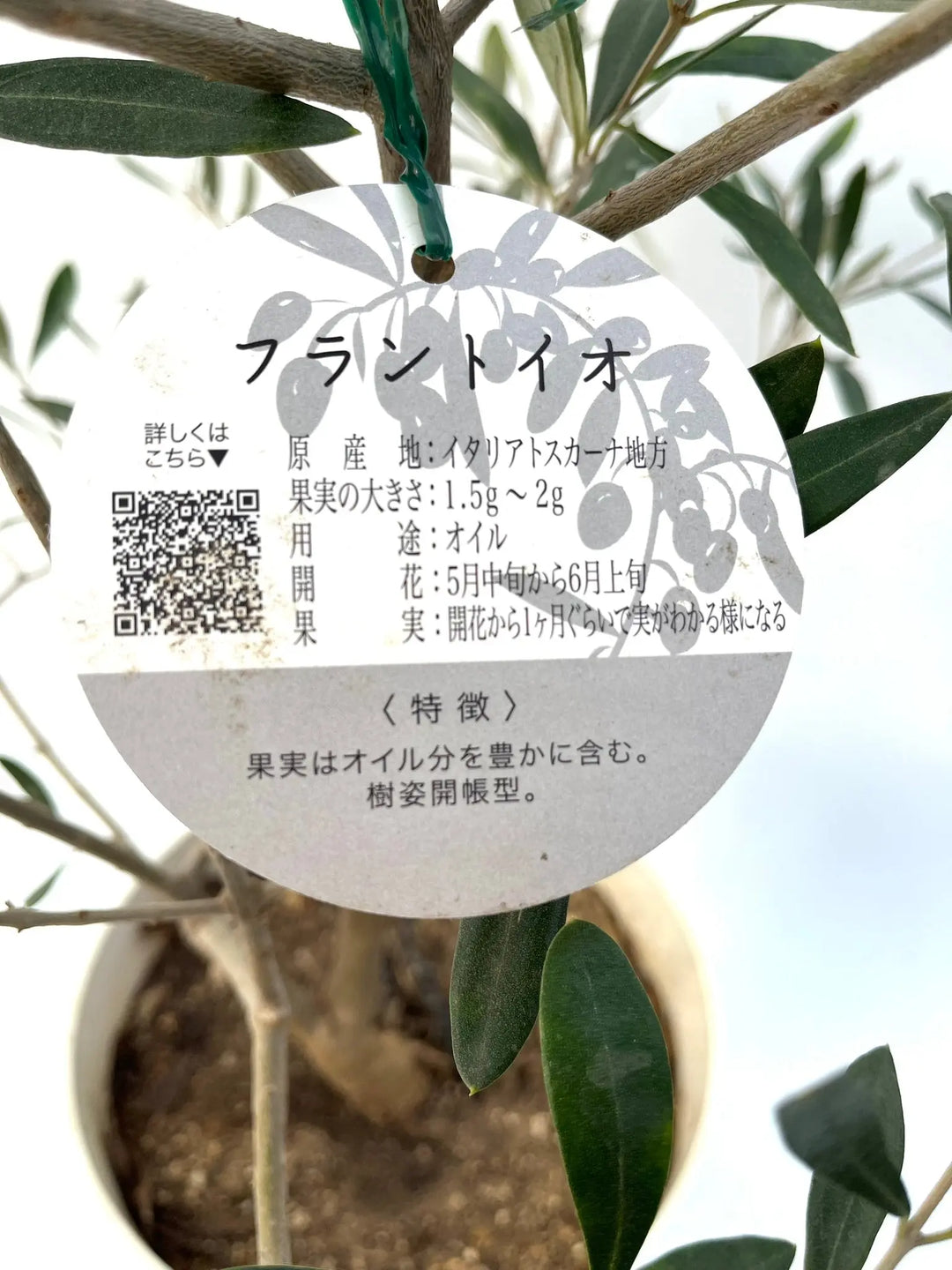 フラントイオ Mサイズ 約130cm NO.10134 オリーブの木 - 株式会社鶴亀園