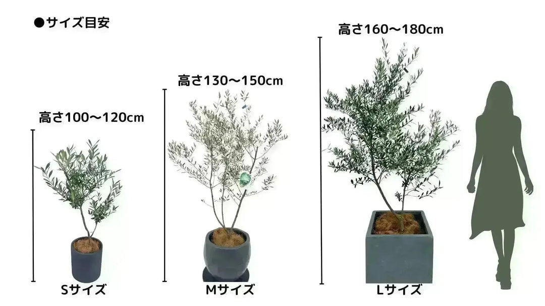 人気・直立型】ミッション（オリーブの木）〈シンボル向き〉｜95cm｜S