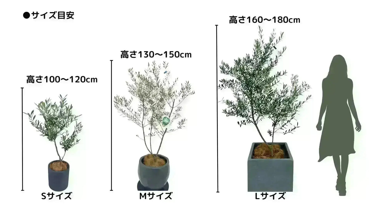NEWシプレシーノ（オリーブの木）｜大型商品｜NO.1927｜約160cm｜人気