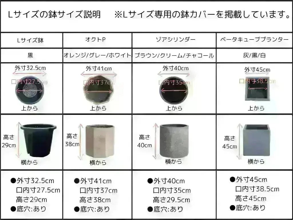 ブラックイタリアン Lサイズ 約160cm K-66 オリーブの木 - 株式会社鶴亀園