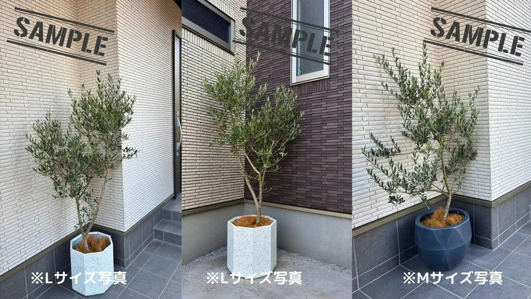 希少・銀葉・大実】ワンセブンセブン（オリーブの木）〈観葉植物〉｜約