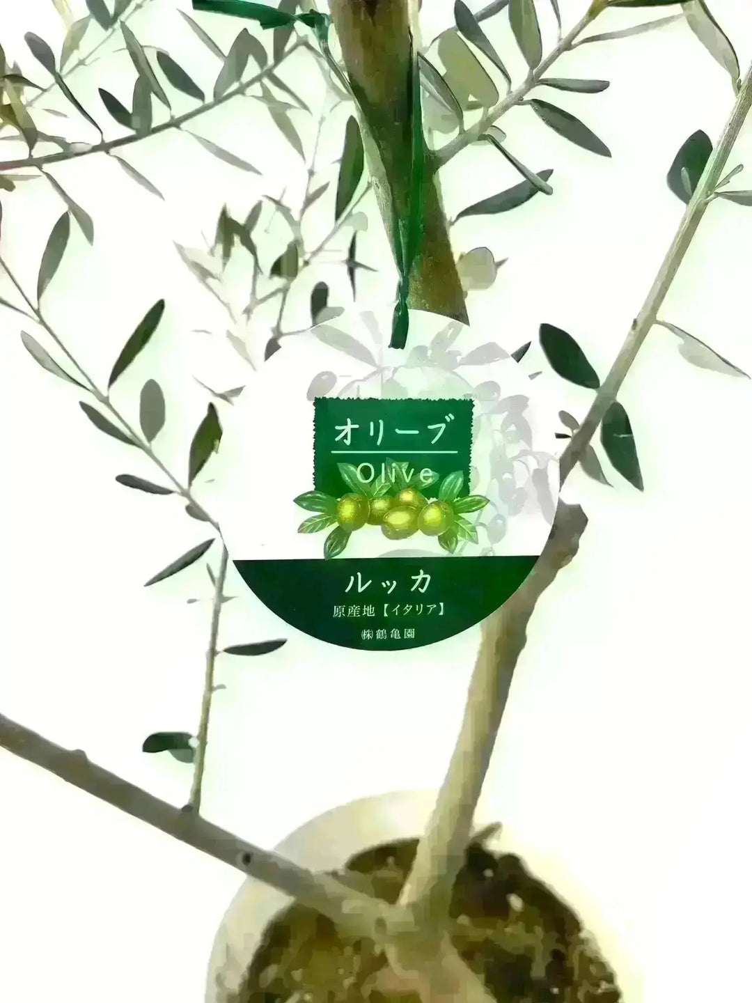 ルッカ Sサイズ 約60cm K-115 オリーブの木 古木 - 株式会社鶴亀園