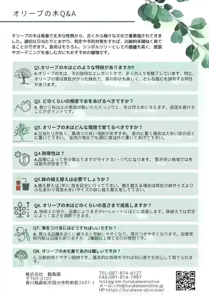 ホジブランコ Lサイズ 約70cm K-84 オリーブの木 古木 - 株式会社鶴亀園