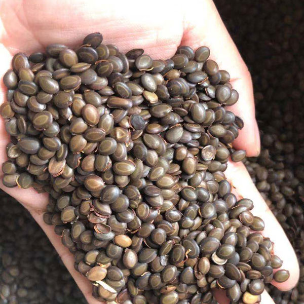 Acacia confusa seeds