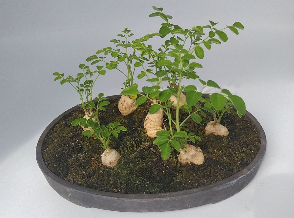 モリンガ・オレイフェラ Moringa oleifera スーパーフード