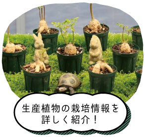 塊根植物・希少植物の生産販売｜ユニークグリーン