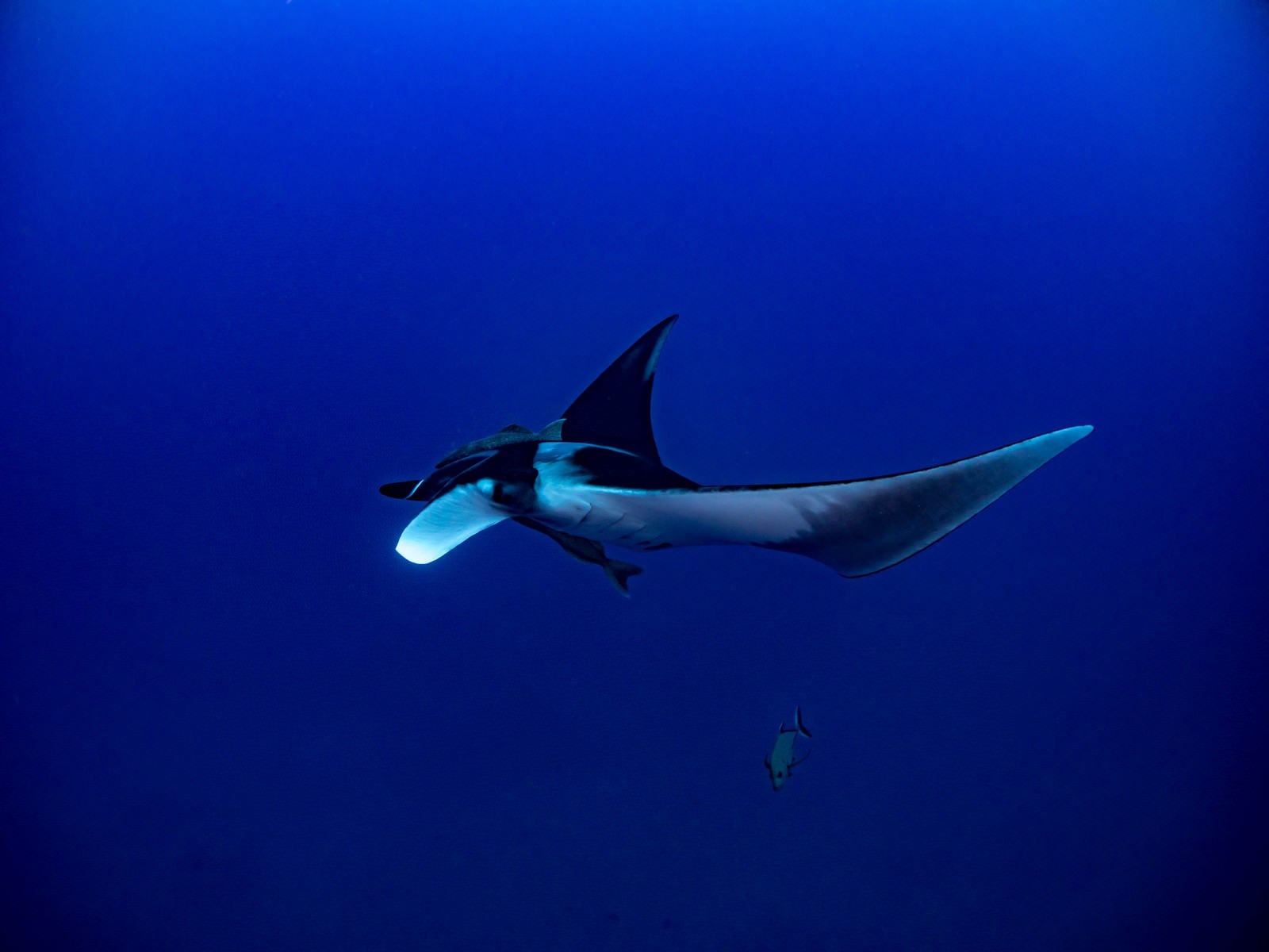 深い青い海を優雅に泳ぐマンタの雄大な姿と海洋生物 - ぱくたそ