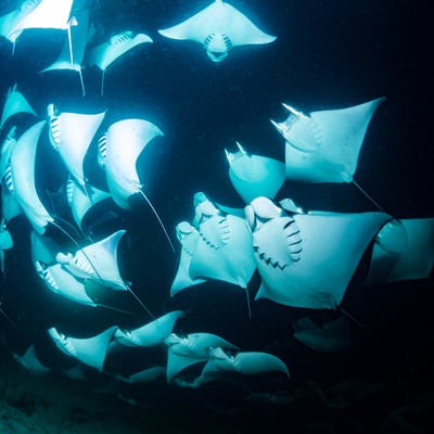 青い海中を泳ぐマンタの魚群 - ぱくたそ