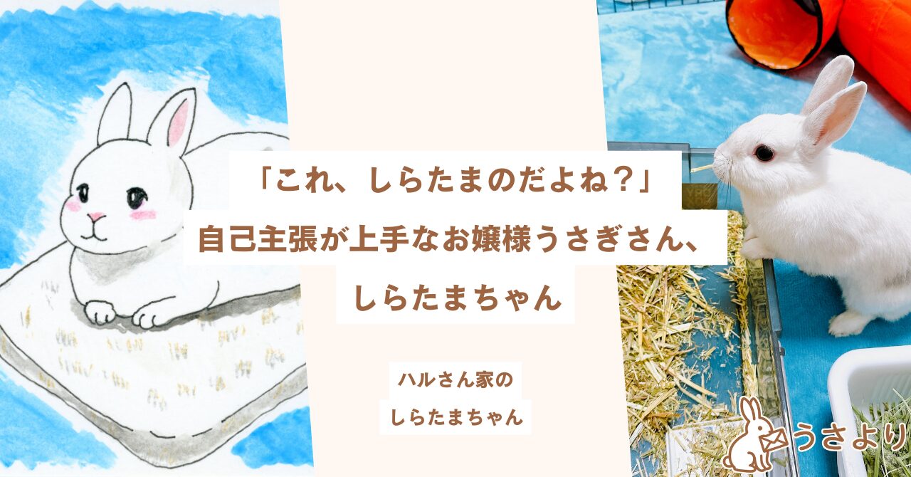 うさより｜うさぎで生まれた作品や想いを“やさしくつなぐ”