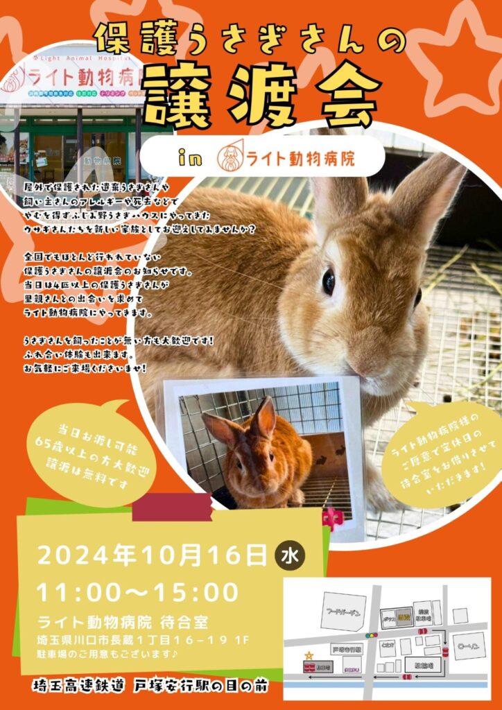 10月16日 保護うさぎさんの譲渡会 in ライト動物病院 – ふじみ野うさぎ
