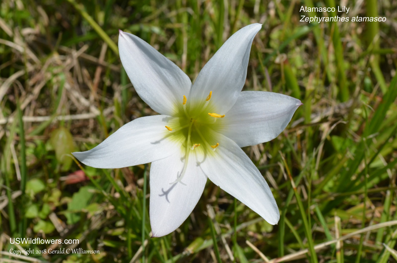 US Wildflower - Atamasco Lily, Rain Lily, Easter-lily, Naked Lady