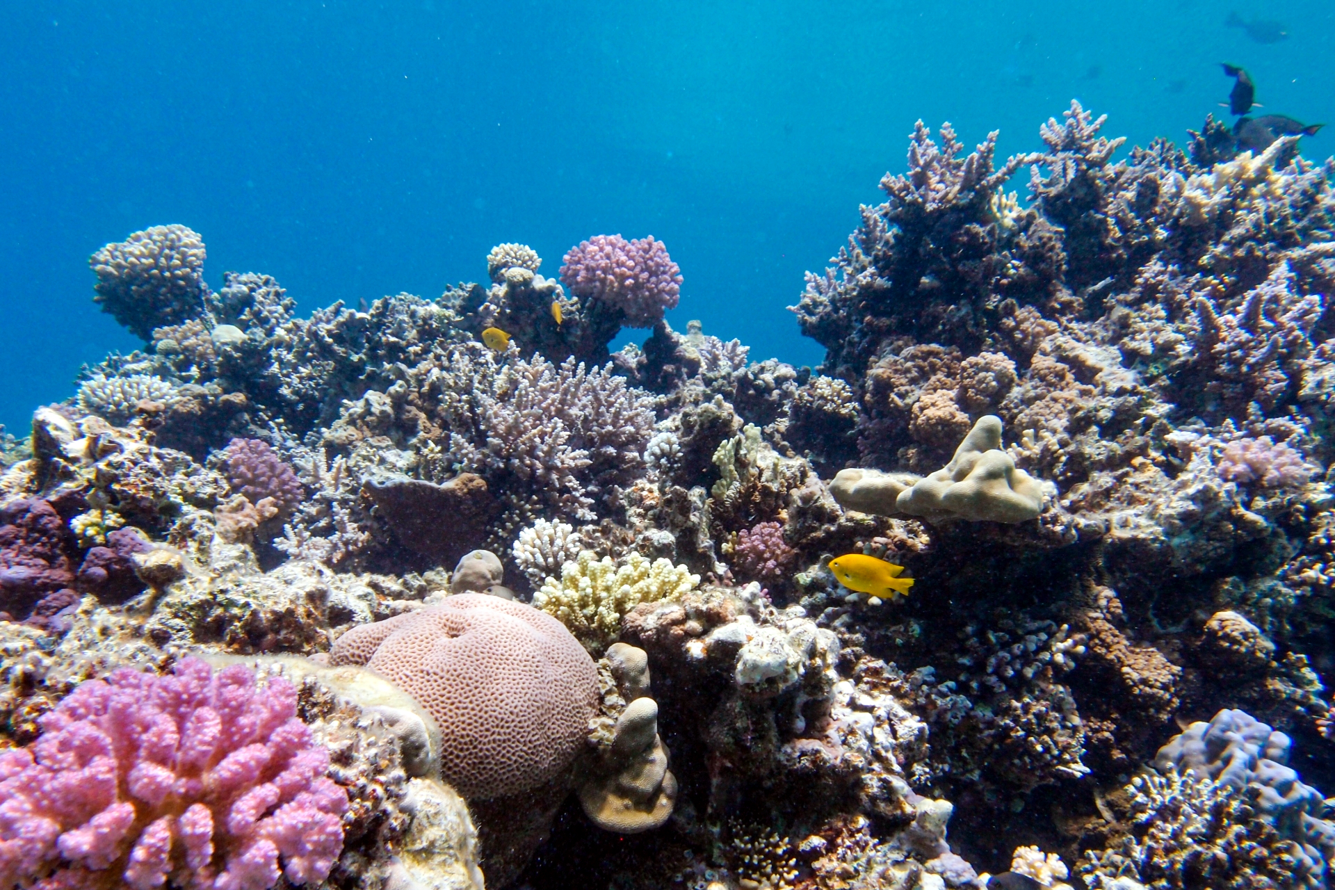 実は伊豆諸島近海にもあった「サンゴ礁」 なぜ今まで忘れ去られていた