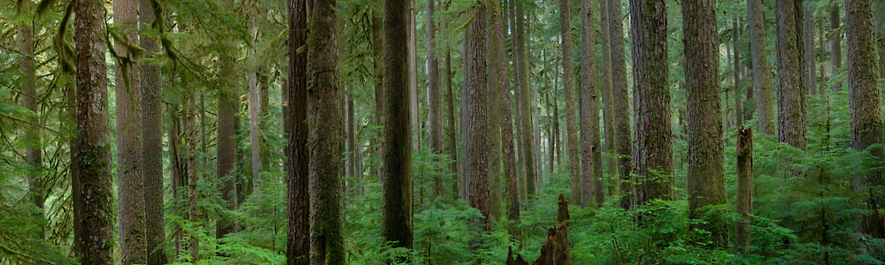Pacific Northwest forest photos - VAST