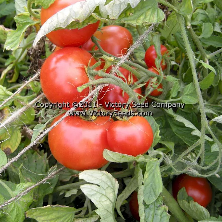 Heinz VF Tomato - Victory Seed Company
