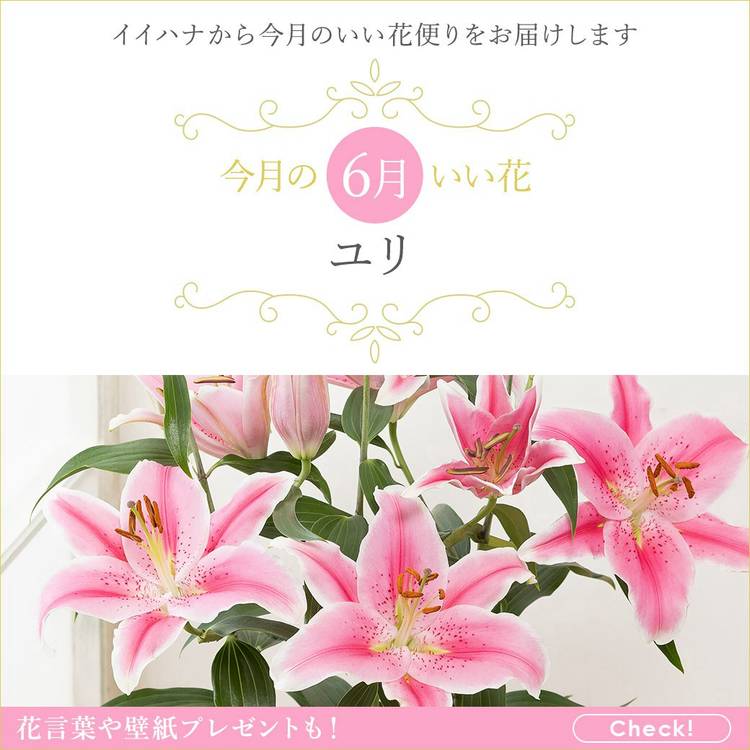 Mixed media feed | イイハナ・ドットコム | LINE Official Account