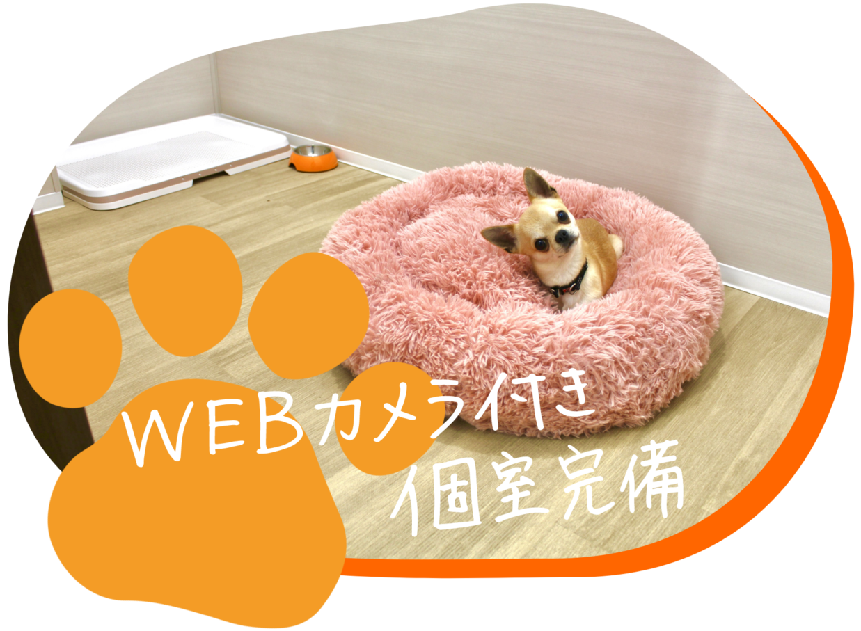 わんことわ - 東京都足立区の舎人公園すぐの犬のしつけ教室、保育園