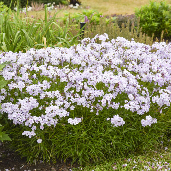 Phlox 'Opening Act Pink-a-Dot' CPBR6835 PP31732 | Walters Gardens