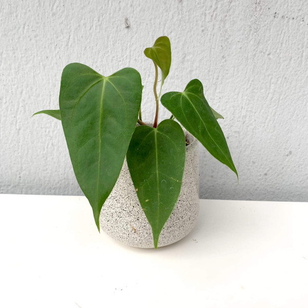 Anthurium papillilaminum Red Stem - small | Anthurium | Plants