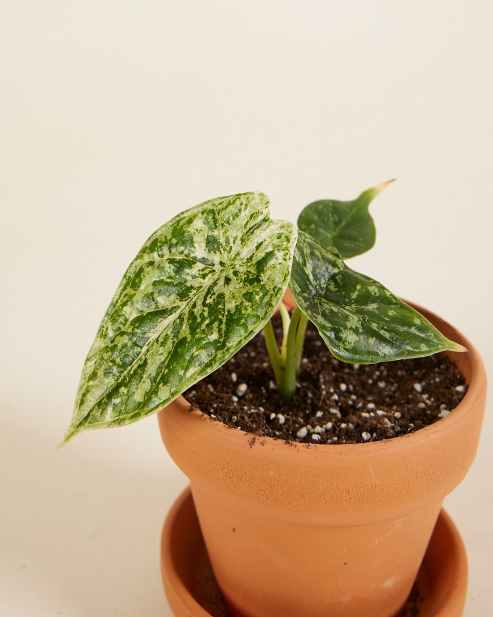 Alocasia Dragon Scale Mint Variegated S online kopen | PLNTS.com