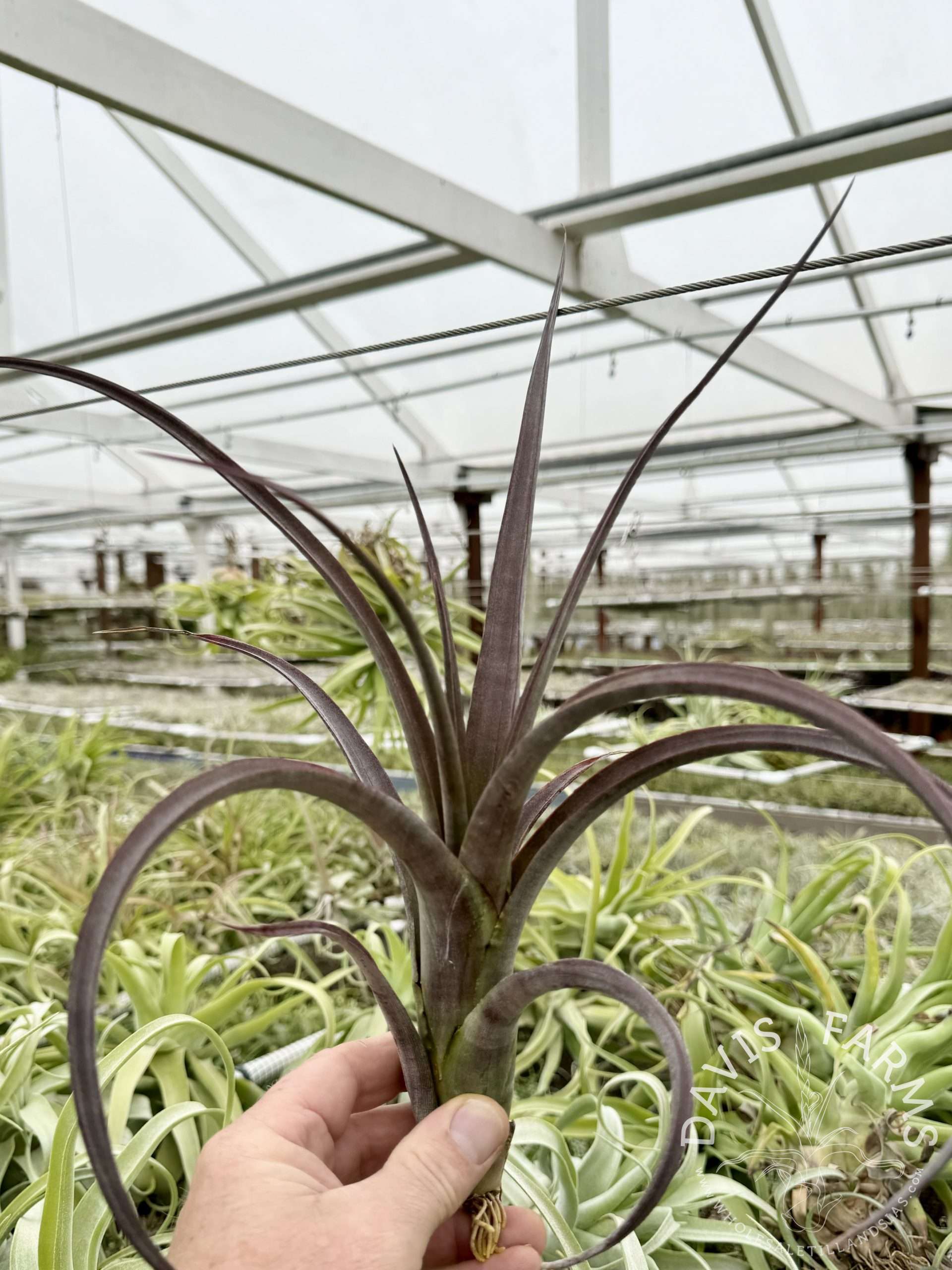 Tillandsia durangensis red form - Davis Farms Wholesale Tillandsias