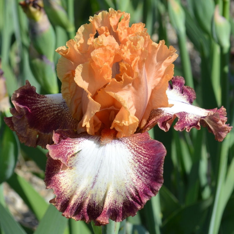 TbCandiceSzczepaniak < TbAthruE < Iris Wiki