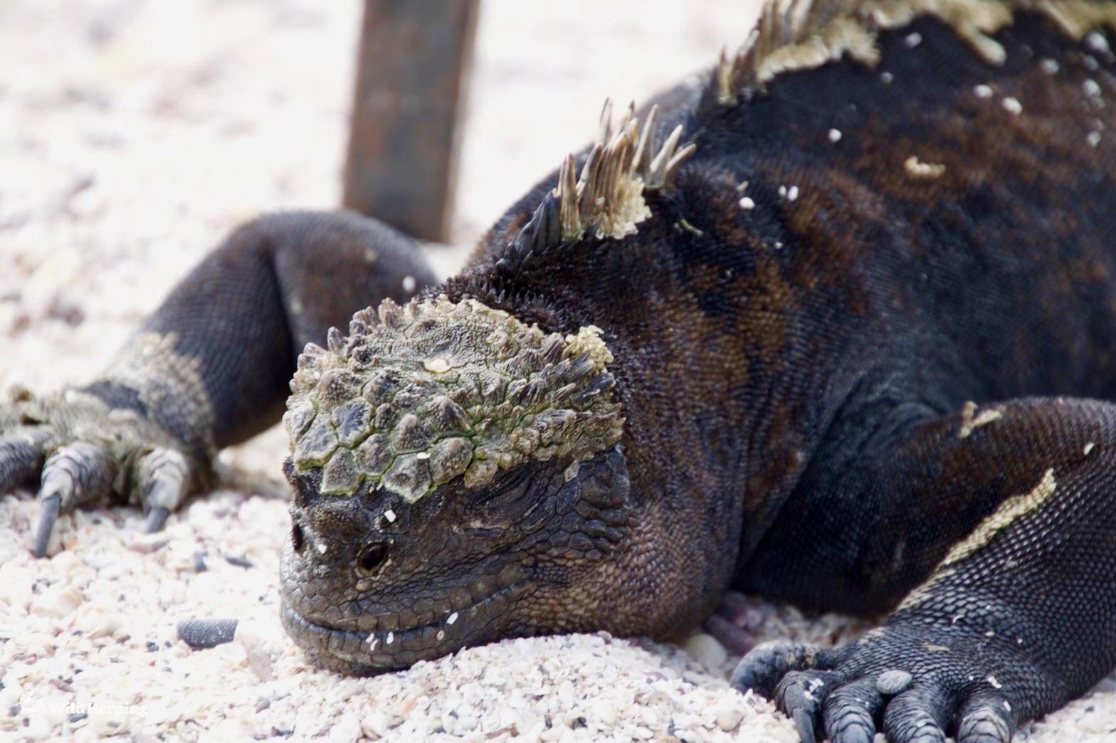 ガラパゴスウミイグアナ|エクアドルハーピング | WildHerping