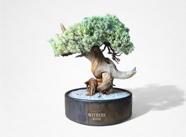 HIKARI BONSAI】盆栽アート”枯れた盆栽の再生” S25807 – 再生盆栽